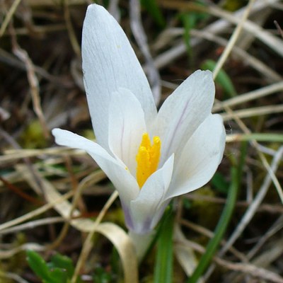 Crocus albiflorus