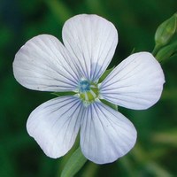 Linum bienne