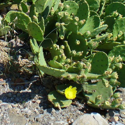 Opuntia compressa