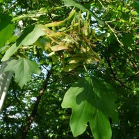 Acer opalus ?