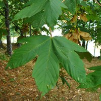 Acer pseudoplatanus