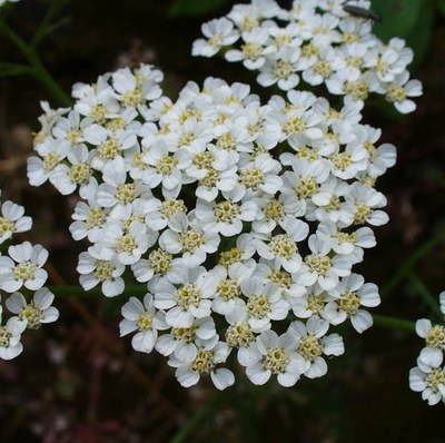 Achillea millefolium