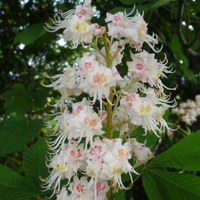 Aesculus hippocastanum