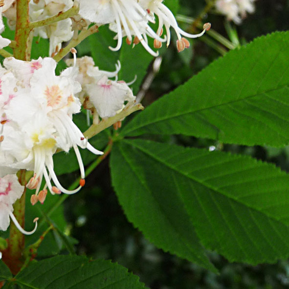 Aesculus hippocastanum - foglia