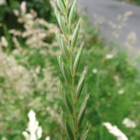 Agropyron repens