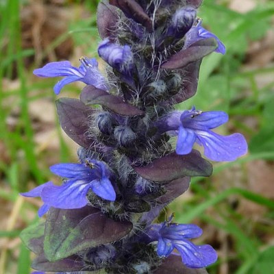 Ajuga reptans