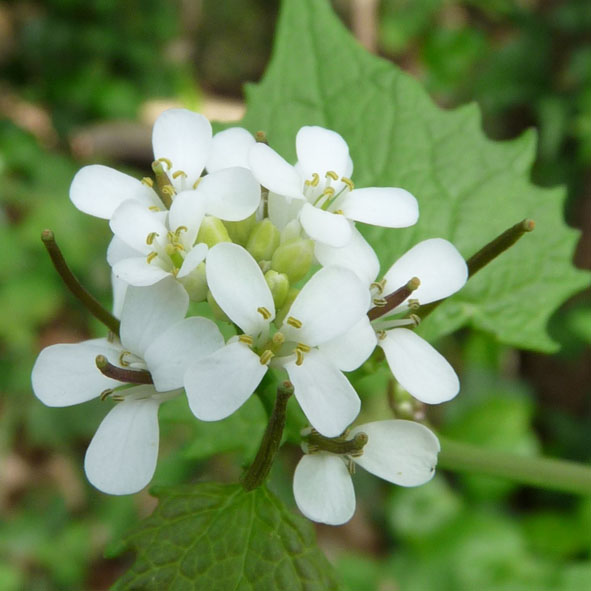 Alliaria petiolata