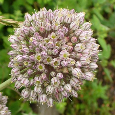 Allium ampeloprasum