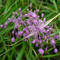 Allium carinatum subsp. pulchellum