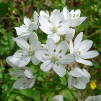 Allium neapolitanum