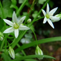 Allium pendulinum