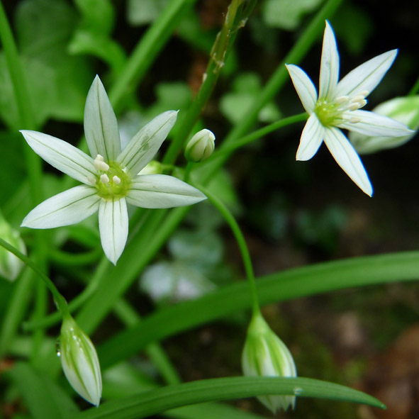 Allium pendulinum