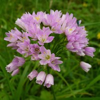 Allium roseum