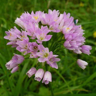 Allium roseum