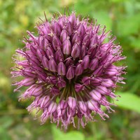 Allium sphaerocephalon