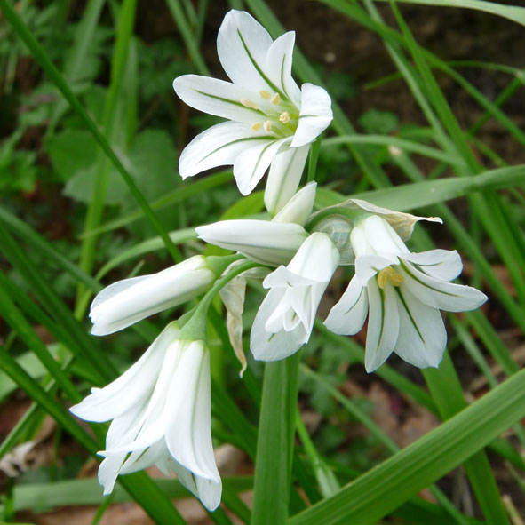 Allium triquetrum