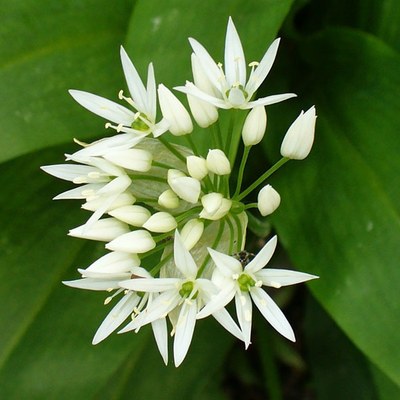 Allium ursinum