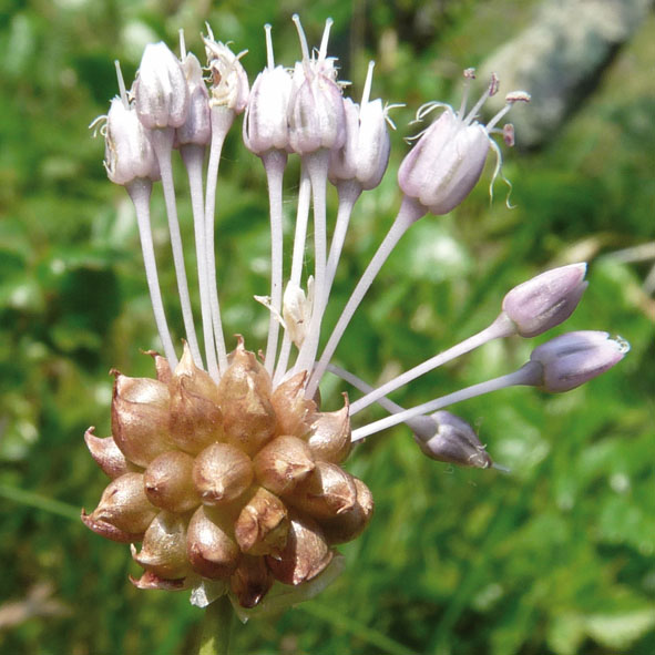 Allium vineale