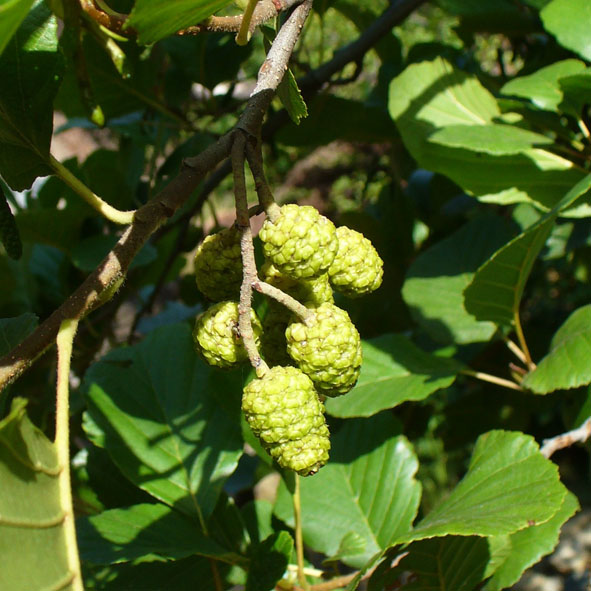 Alnus glutinosa