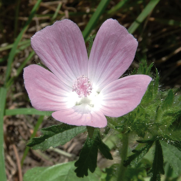 Althaea hirsuta