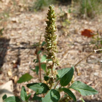 Amaranthus deflexus