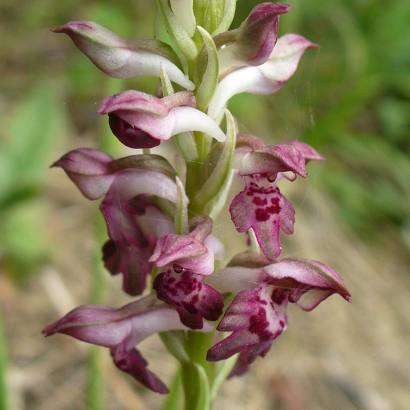 Anacamptis coriophora