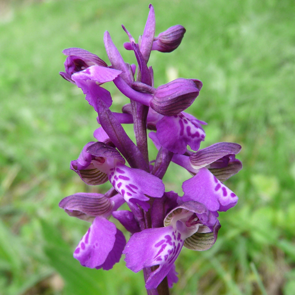 Anacamptis morio