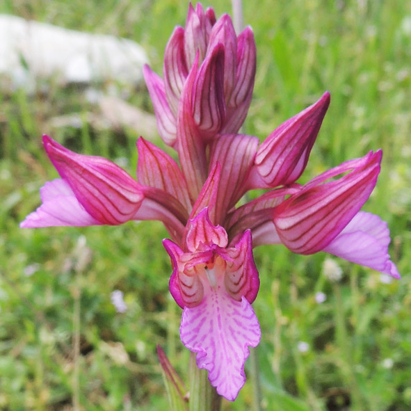 Anacamptis papilionacea