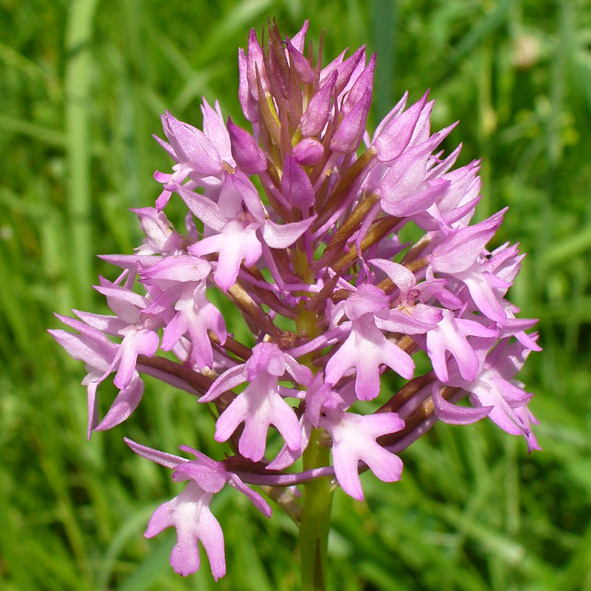 Anacamptis pyramidalis