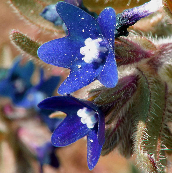 Anchusa officinalis