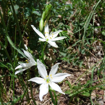 Anthericum liliago