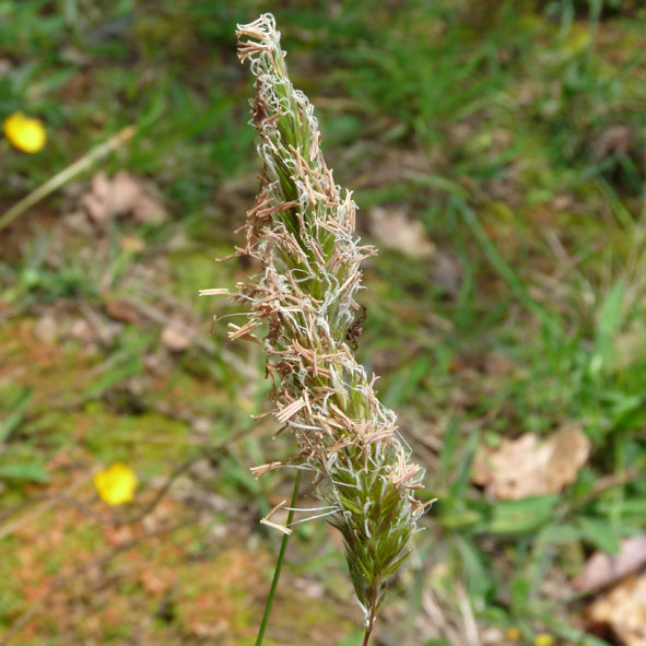 Anthoxanthum odoratum