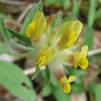 Anthyllis vulneraria