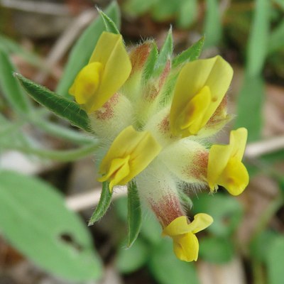 Anthyllis vulneraria