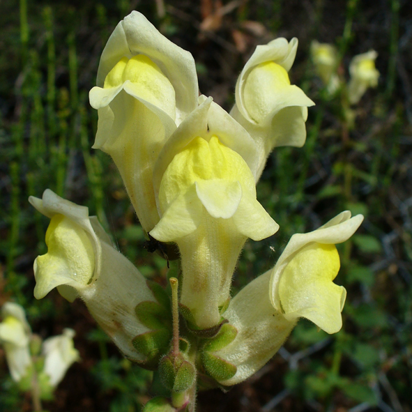 Antirrhinum latifolium