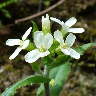 Arabis turrita