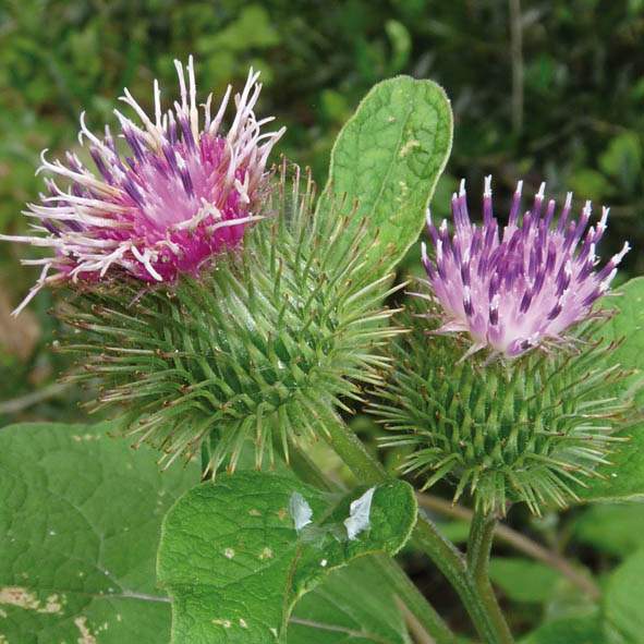 Arctium minus