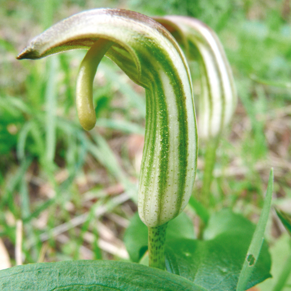 Arisarum vulgare