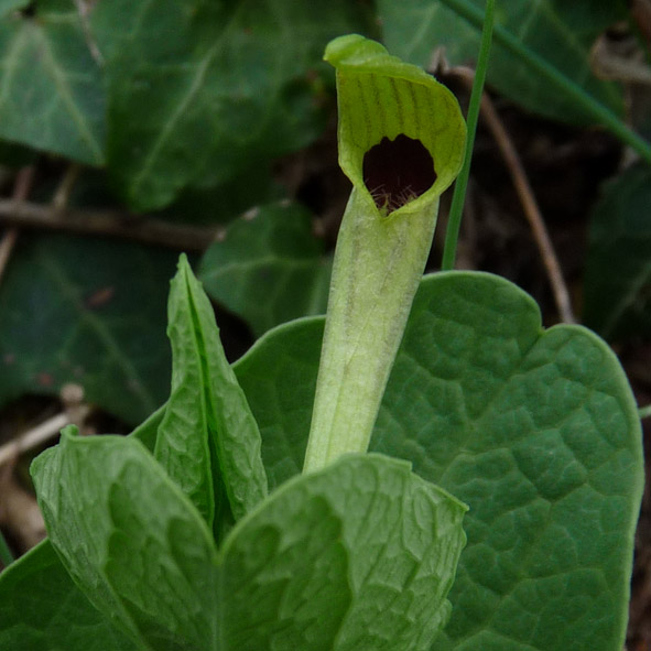 Aristolochia pallida