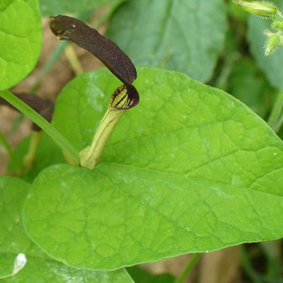 Aristolochia rotunda