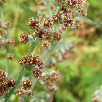 Artemisia vulgaris