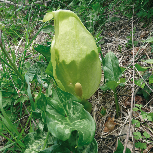 Arum italicum