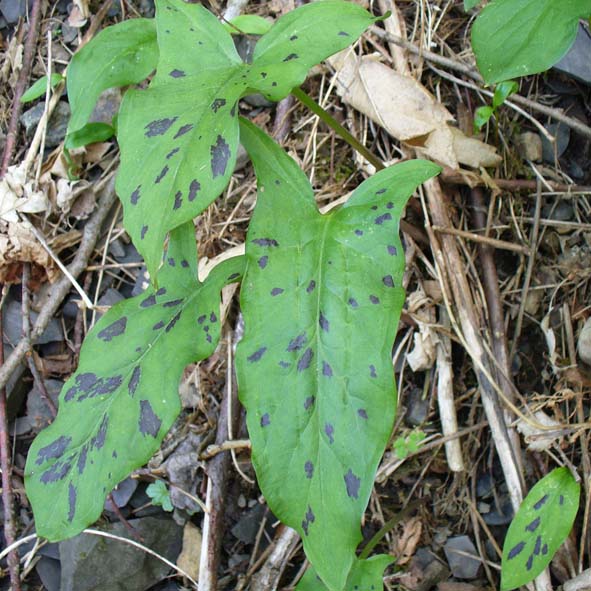 Arum maculatum