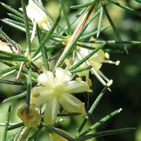 Asparagus acutifolius