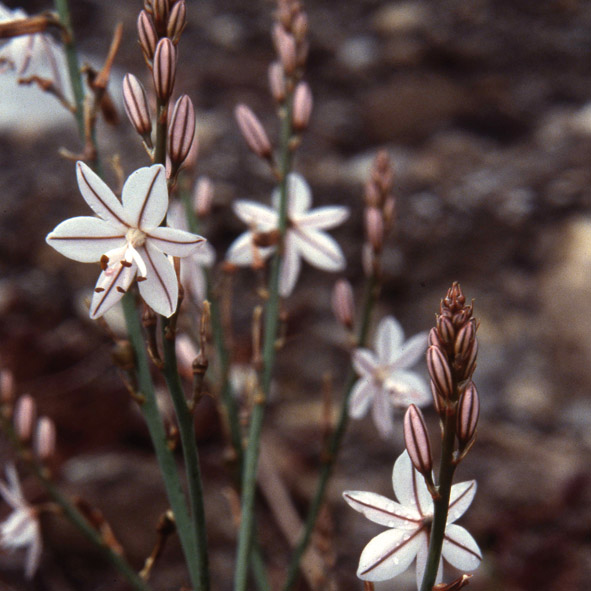 Asphodelus fistulosus