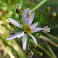 Aster sedifolius