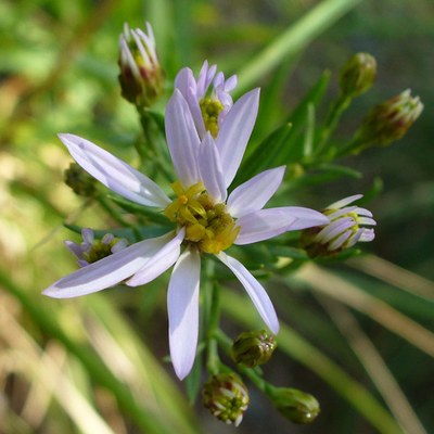 Aster sedifolius