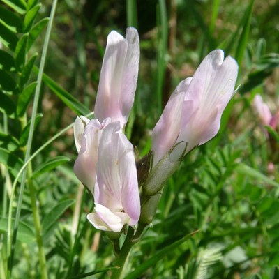 Astragalus monspessulanum