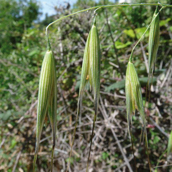 Avena sp.