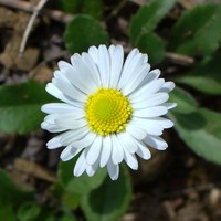 Bellis perennis